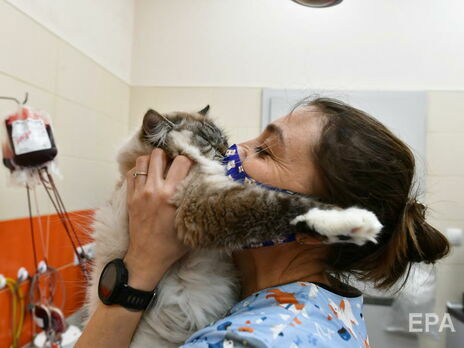 В Канаде разработали приложение, определяющее состояние котов с помощью камеры телефона