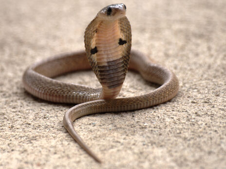 В Египте кобра, которую везли на такси, вылезла из коробки и напала на водителя, погибли пять человек – СМИ